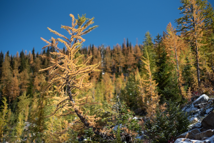 A larch in front of other larches