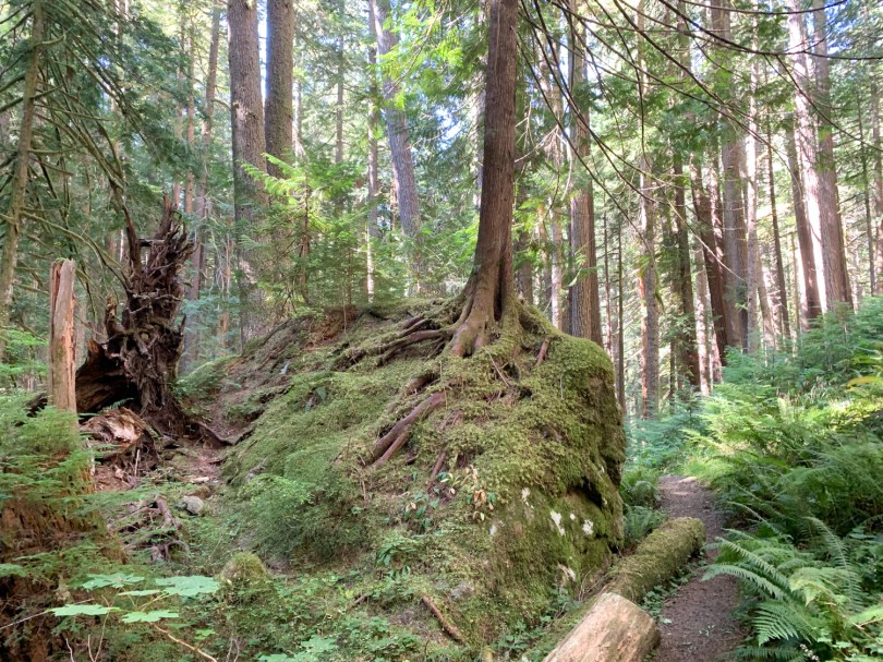 A lush green forest with a trail and a tree growing out of a rock covered in moss