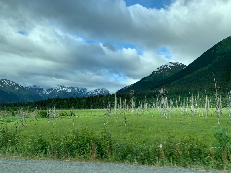 White tree trunks rising out of a green marsh, snow capped mountains in the background
