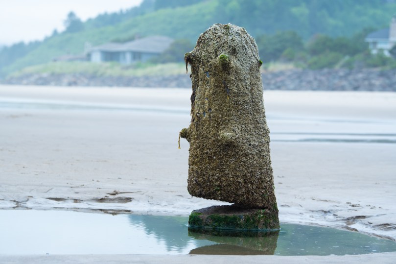 A tree stump on a beach with a green hill behind it