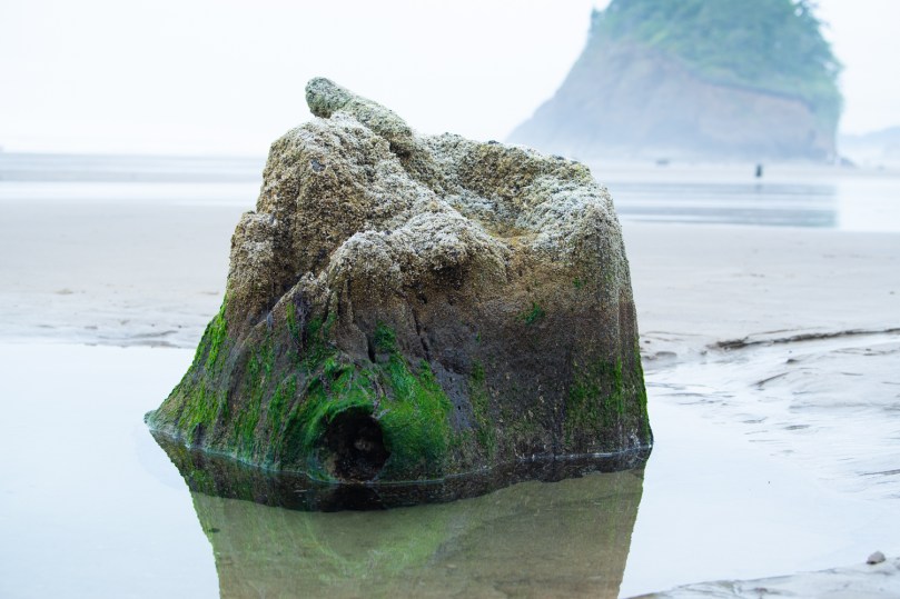 A tree stump on a beach