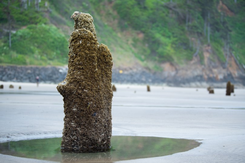 A tree trunk on a beach. There's a puddle around the trunk, in which you can see the reflection of alive trees on the hill behind the beach.